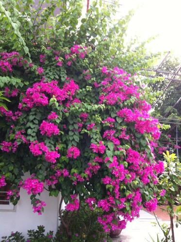 Хойан: Thien An Homestay