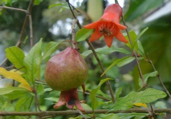 Хойан: Botanic Garden Homestay