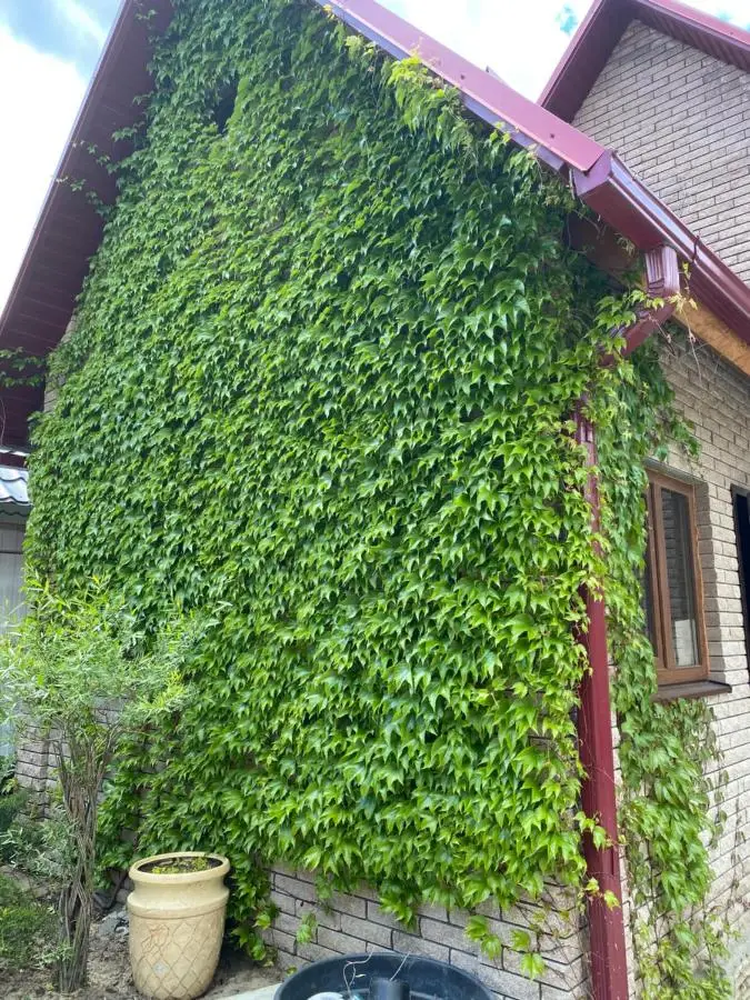 Горячий Ключ: Guesthouse Saksonia