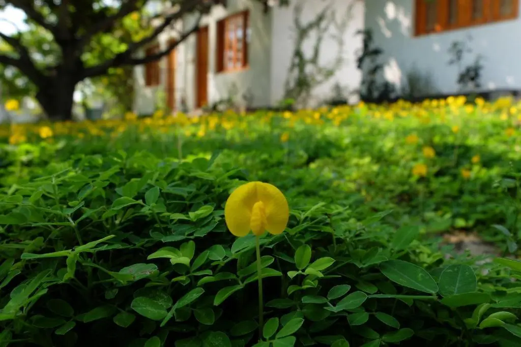 Камрань: Dao Hoa Vang Villa