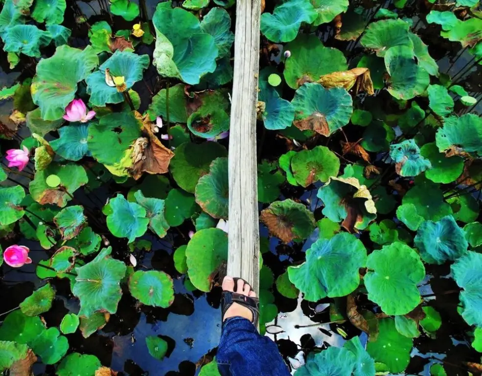 Hai Lua Homestay (Lotus Lake Homestay) — фото 1