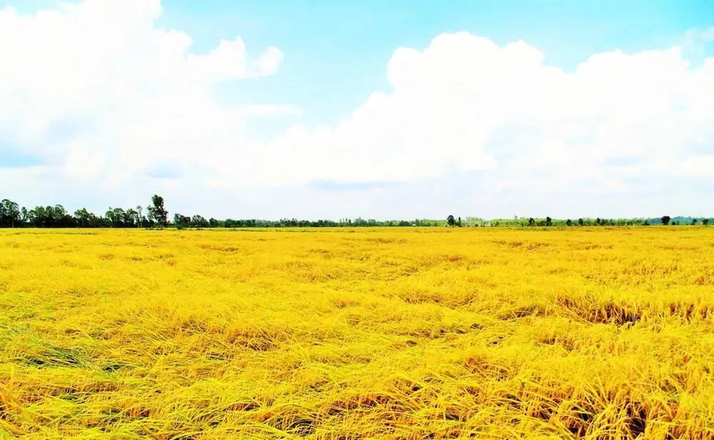 Каолань: Hai Lua Homestay (Lotus Lake Homestay)