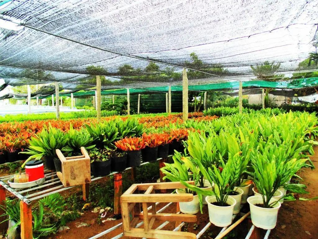 Виньлонг: Flower & Frog Homestay