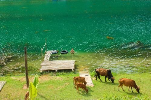 Фонг Ня: BeHome HomeStay