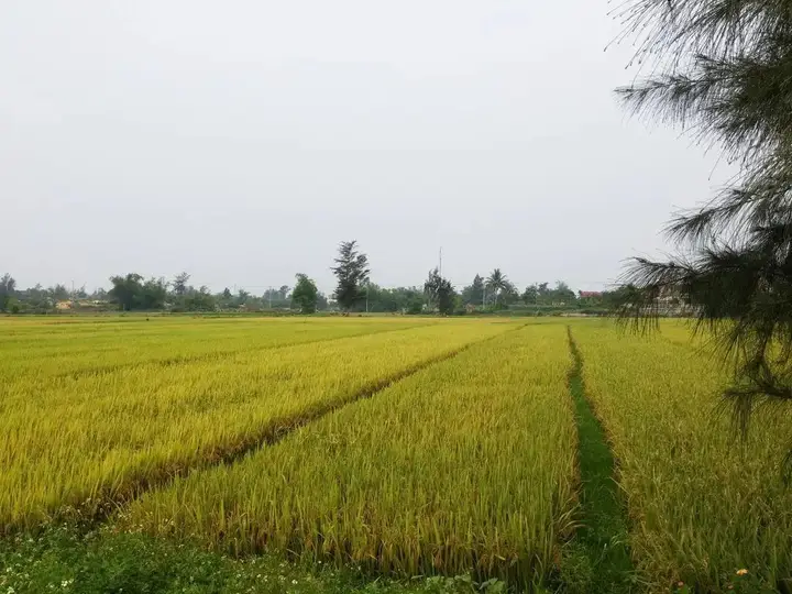 Хойан: Flora Hoian Villa