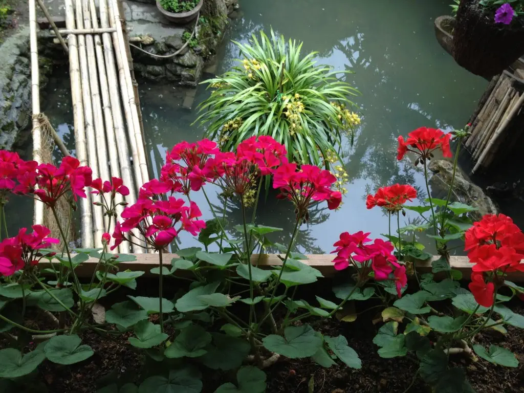Шапа: Stone Garden Homestay