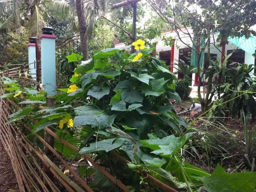 Виньлонг: Nghiep Homestay