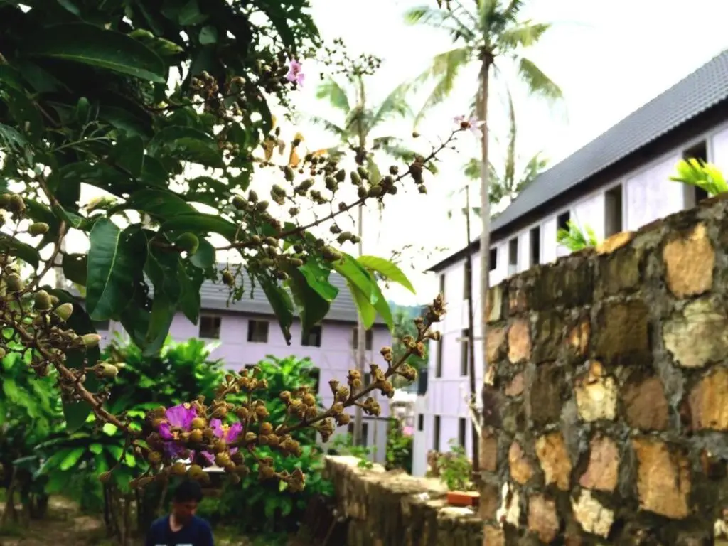 Lilac Cottage Homestay — фото 1