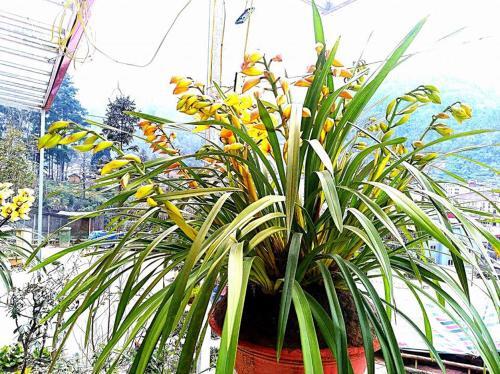 Шапа: Sapa Hamrong View Hotel