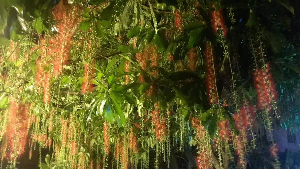 Ниньбинь: Huong sen homestay