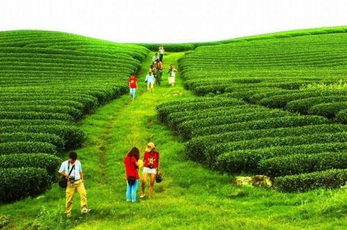 Мак Чау: Homestay Làng Chè 69