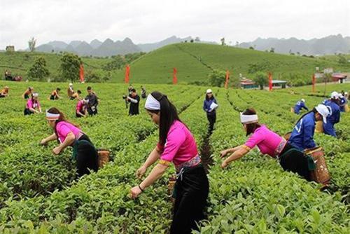 Мак Чау: Homestay Làng Chè 69