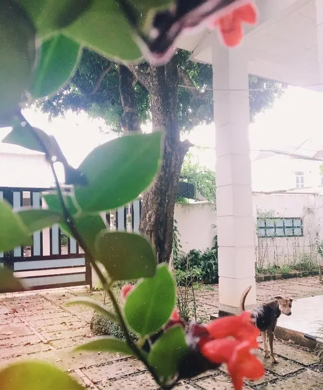 Плейку: Hani House