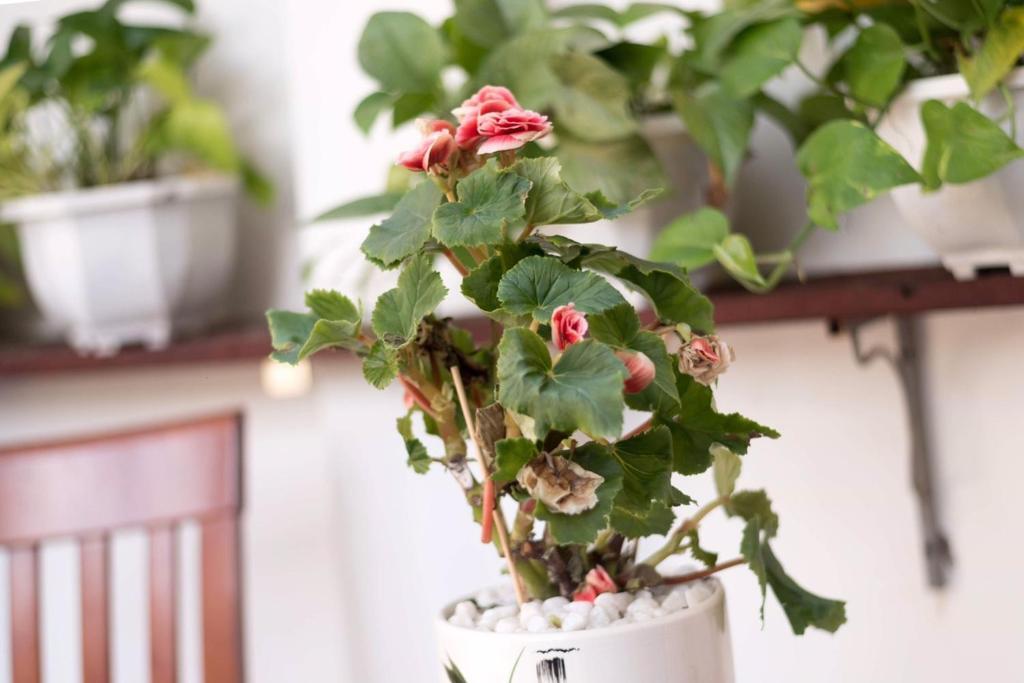 Хойан: Miss Ten Homestay