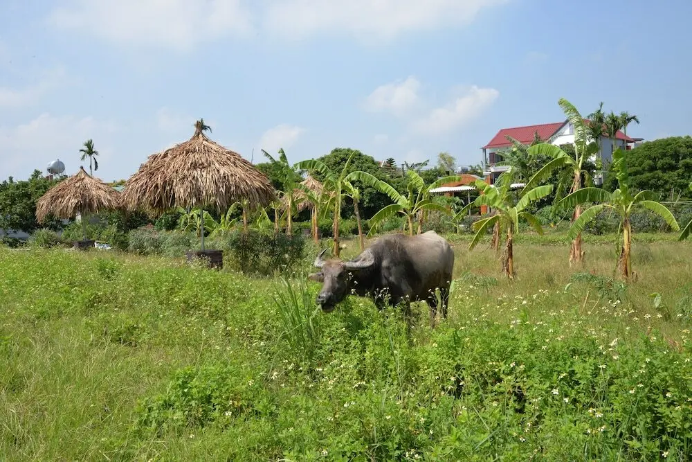 Ханой: Viet Farm Homestay