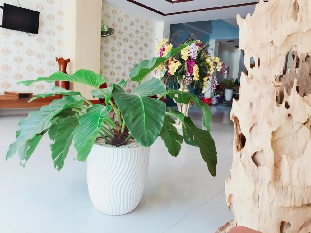 Нячанг: Pearl Beach Hotel