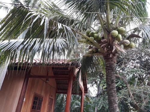 Митхо: Coconut Homestay