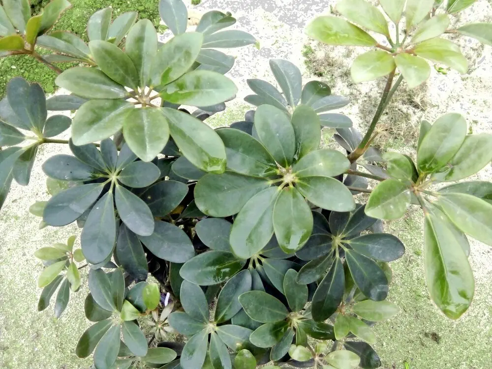 Зявьен: Ninh Bình Friendly Homestay