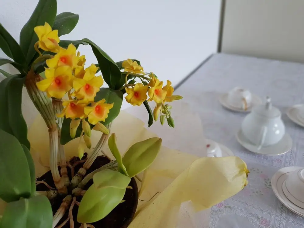 Далат: Private Vacation Home Avila