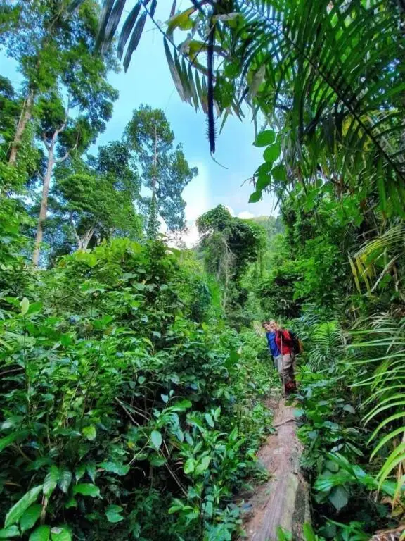 Фонг Ня: Golden Forest Homestay