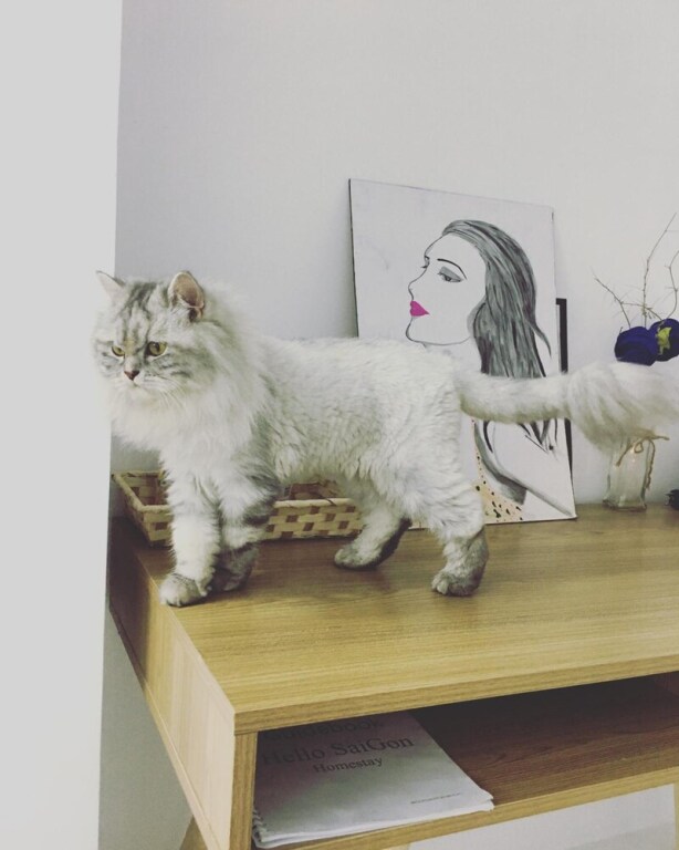 Хошимин: Hello Saigon Homestay