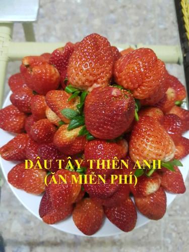 Далат: Villa Thien Anh Homestay