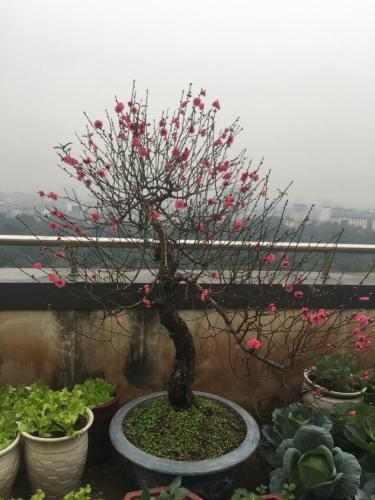 Дуонг-Лам: 14/32 Phố Sơn Tây, Ba Đình, Hà Nội