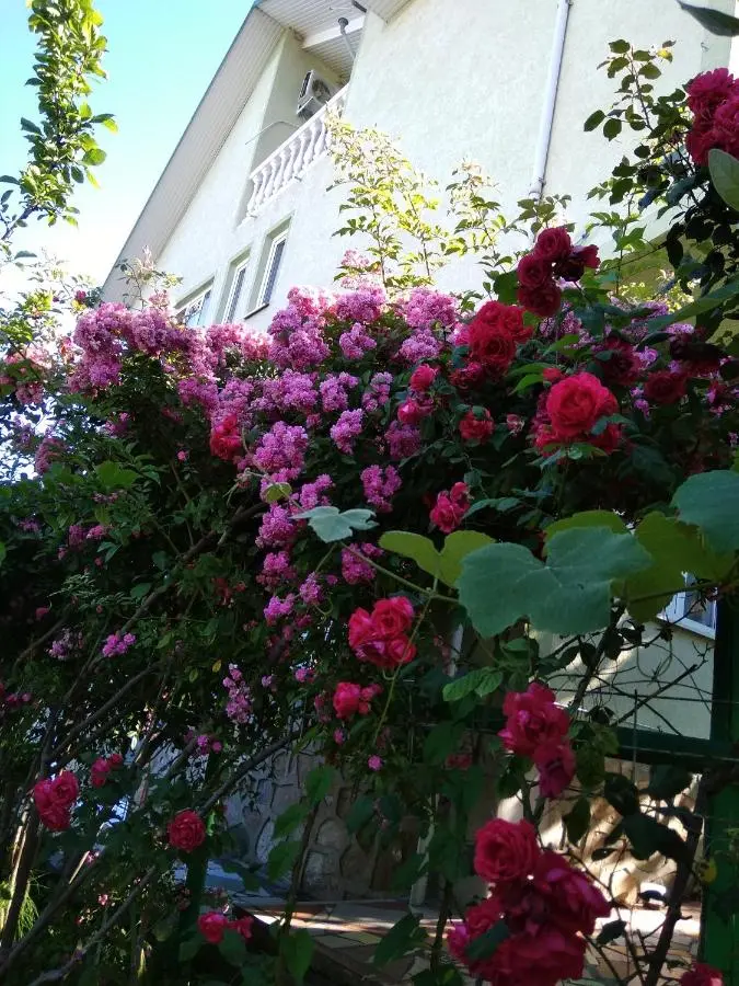 Красная Поляна: AnLi Guest House