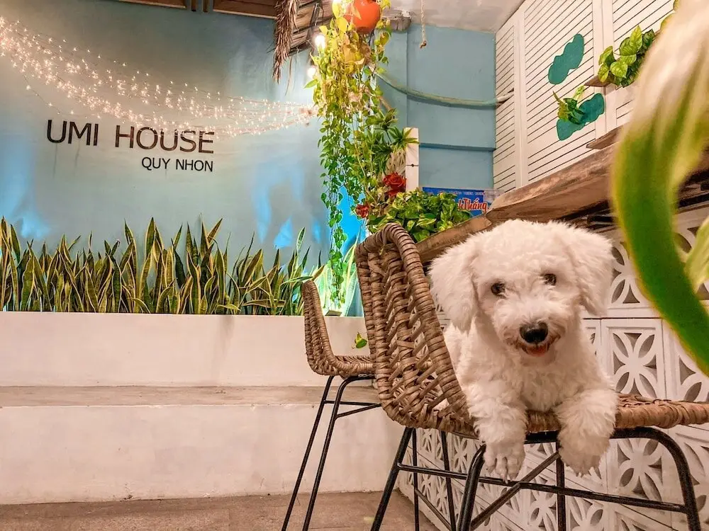 Куинён: Umi House Quy Nhon