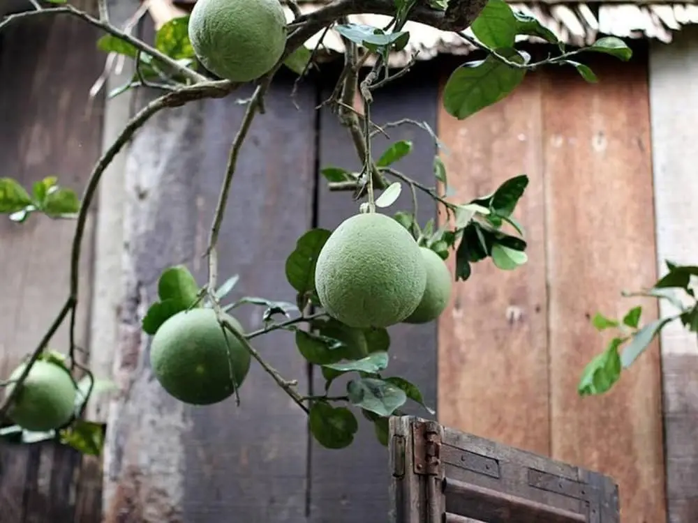 Бенче: Peaceful Homestay in the Middle of Fruit Garden - Room With Four Double Beds
