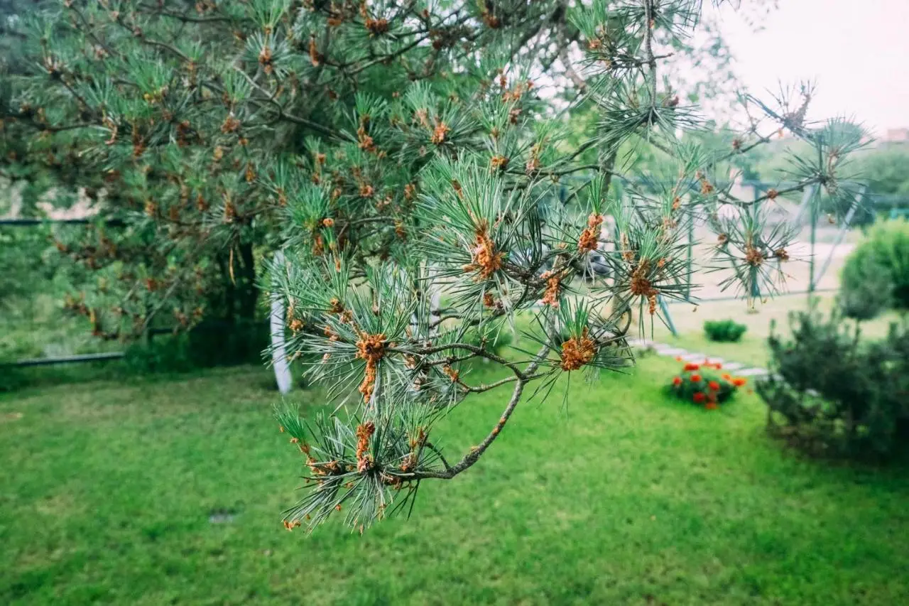 Морское: Дом Ecolodge Zen