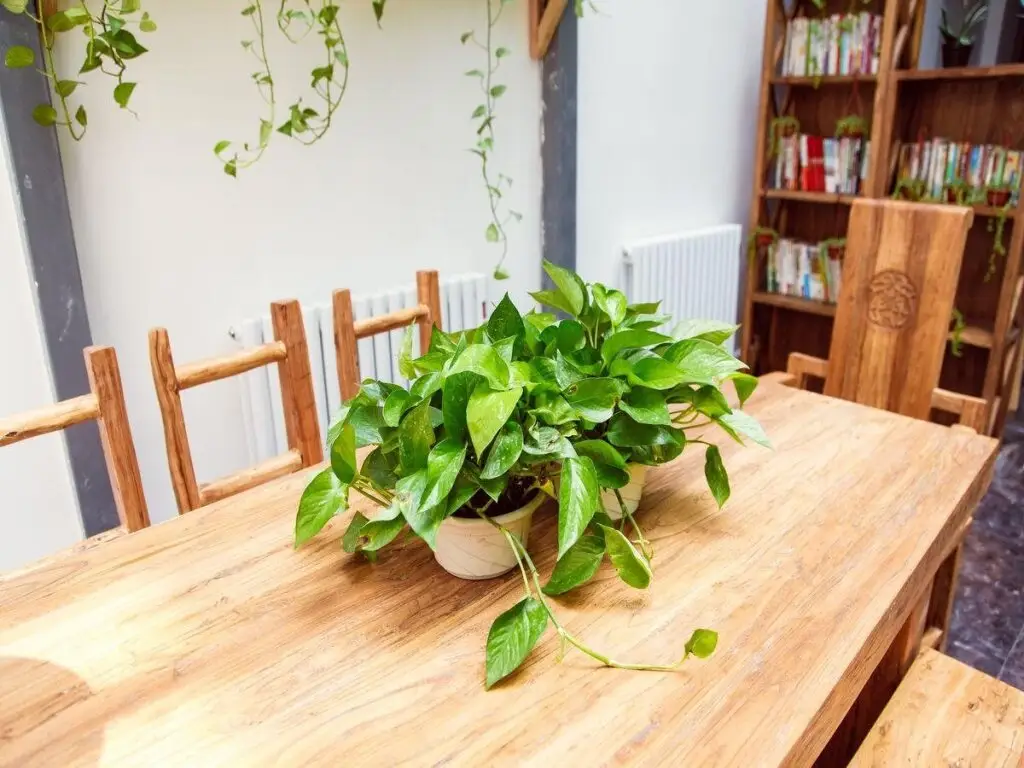 Пекин: Beijing Peas Youth Hostel