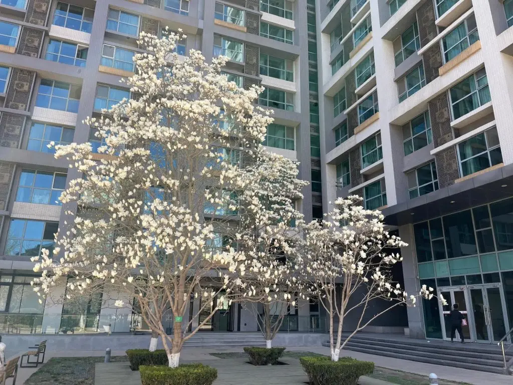 Пекин: Beijing Seasons Park Apartment
