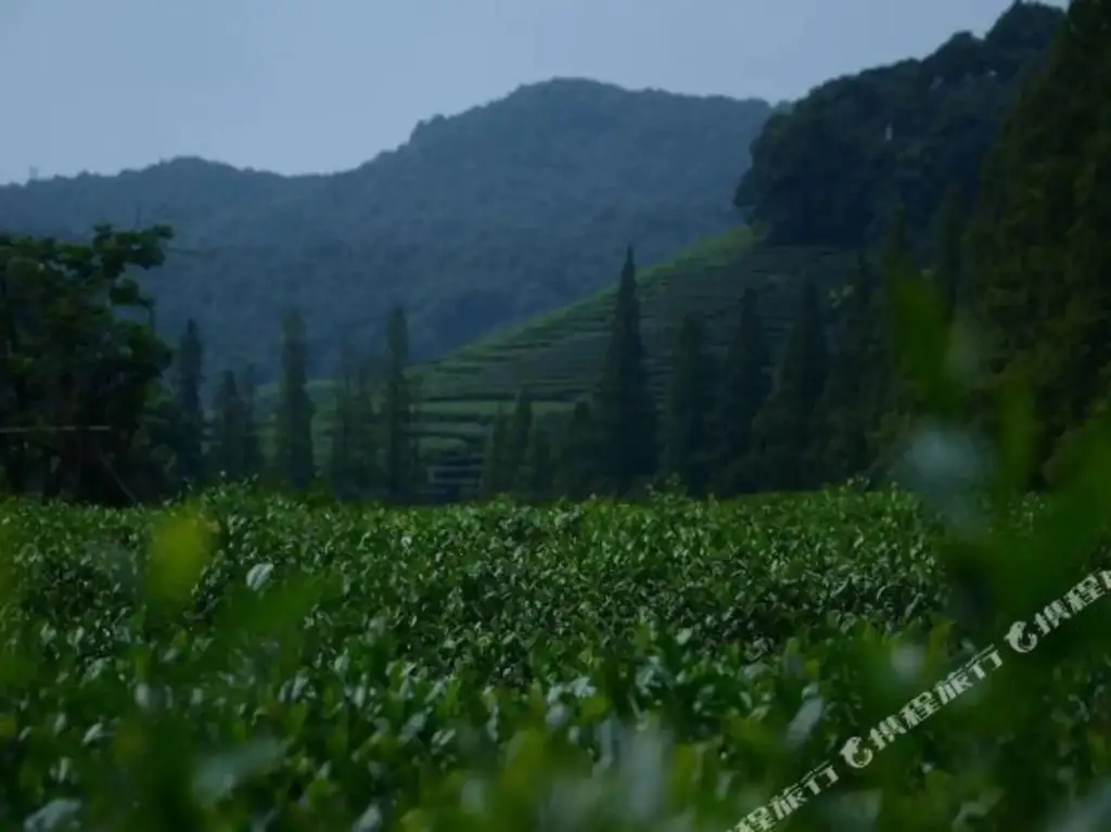 Ханчжоу: Xuanzhe Tea House Inn