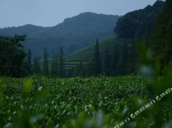 Ханчжоу: Xuanzhe Tea House Inn