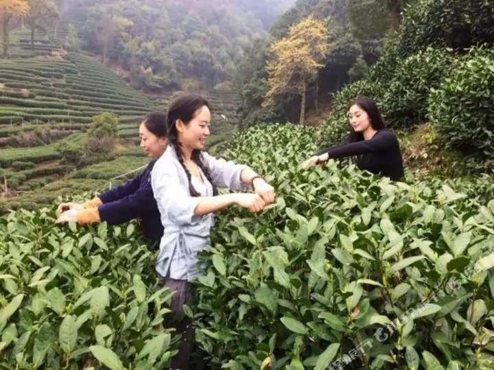 Ханчжоу: Xuanzhe Tea House Inn