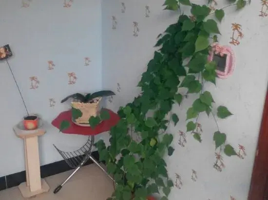 Даньдун: Xuanxiangyuan Farm Stay
