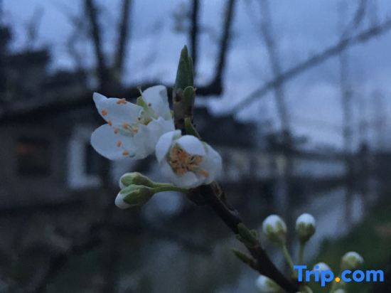 Wuzhen Flower House — фото 1