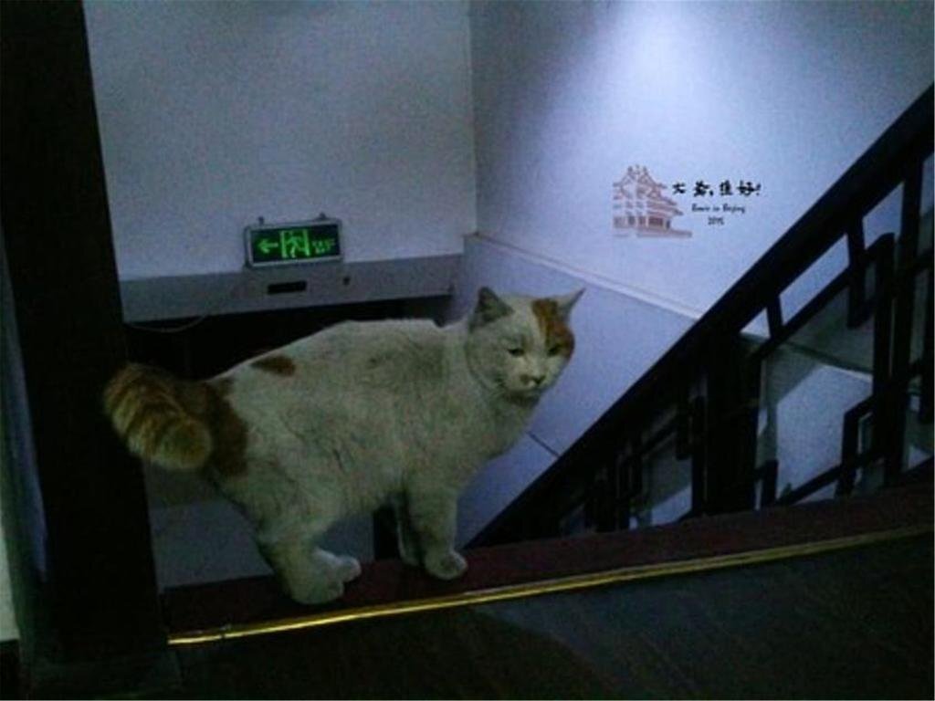 Пекин: Beijing Yonghe International Youth Hostel
