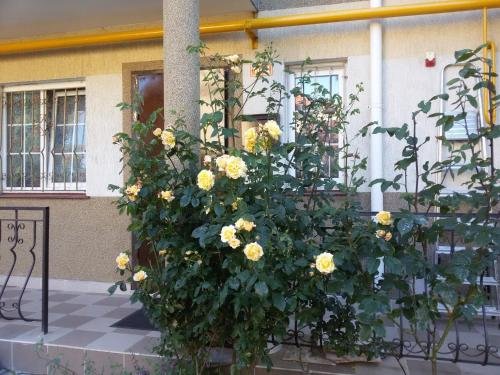 Светлогорск: Sea Breeze Rooms