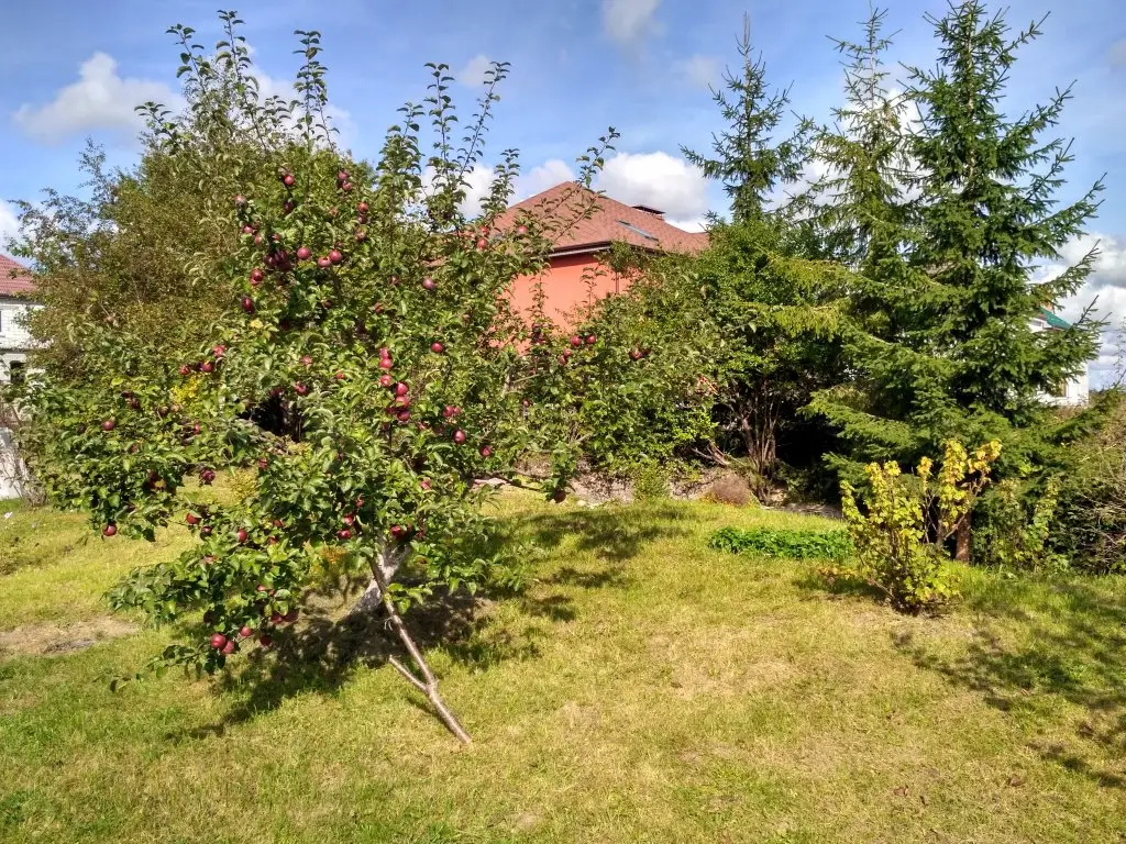 Гвардейск: Апартаменты Homestay Vera