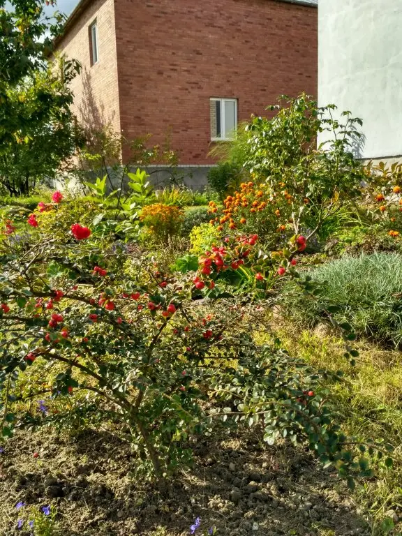Гвардейск: Апартаменты Homestay Vera