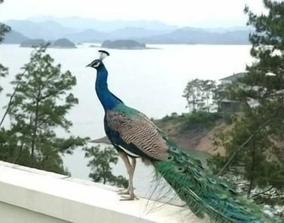 Ханчжоу: New Century Resort Qiandao Lake Hangzhou