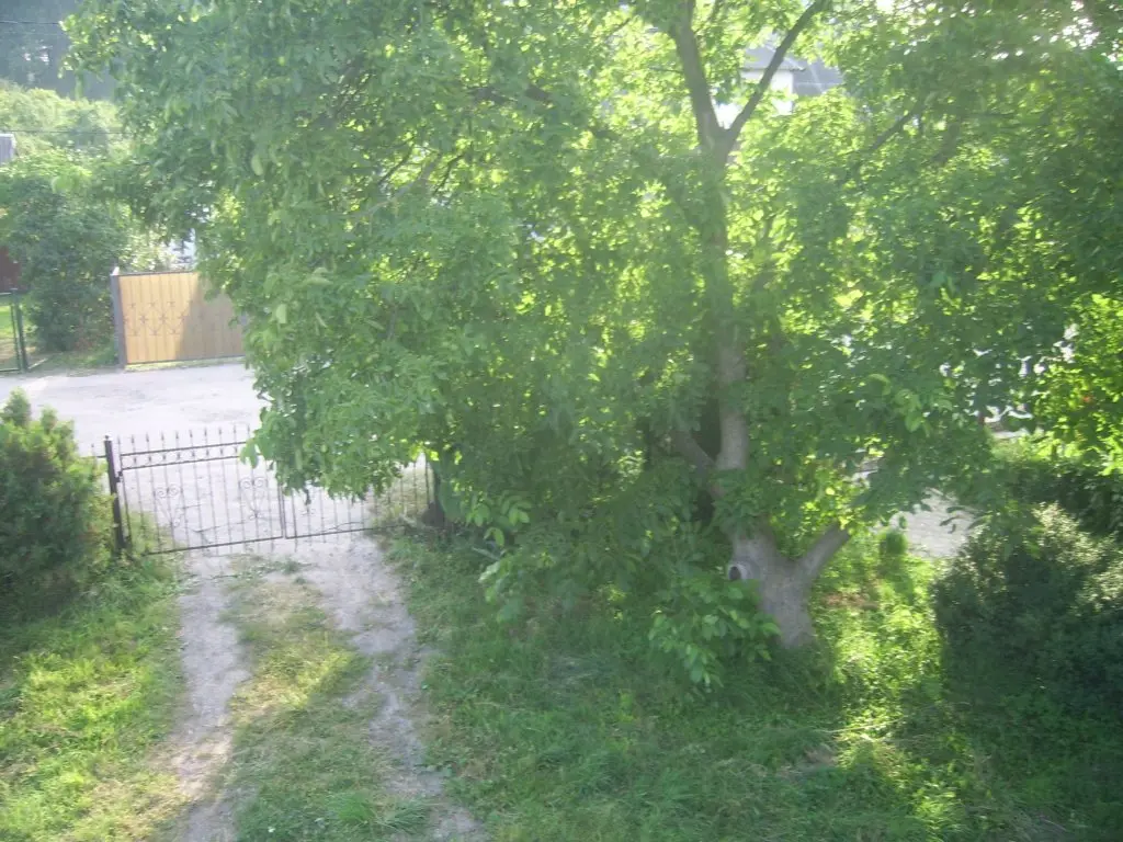 Балтийск: Zhile Posutochno, Bilyard, Ban'ka Na Drovah V Baltijske