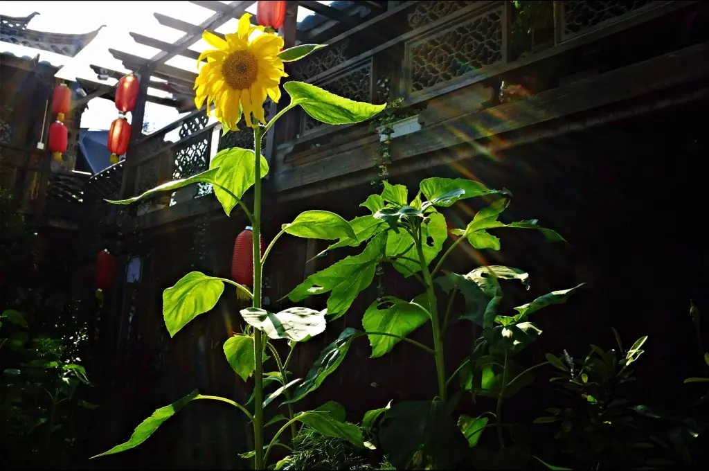 Лицзян: Baisha Holiday Resort Lijiang