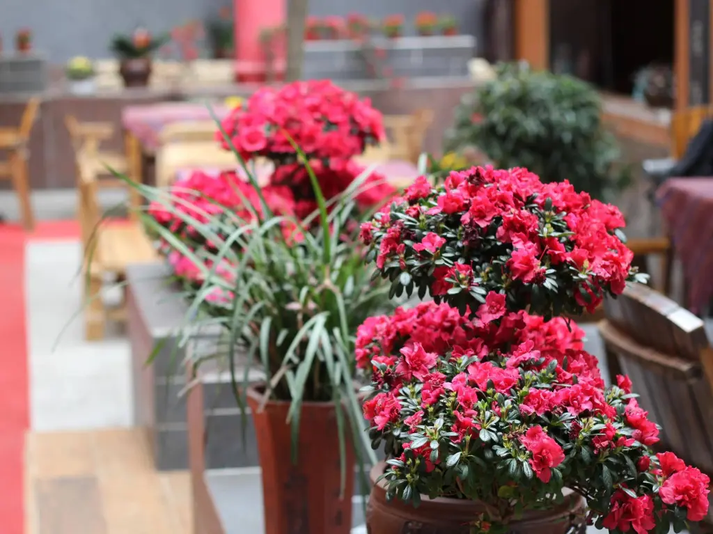 Чэнду: Chengdu Wenjun courtyard Hotel