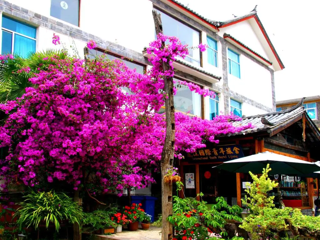 Lijiang International Youth Hostel — фото 1