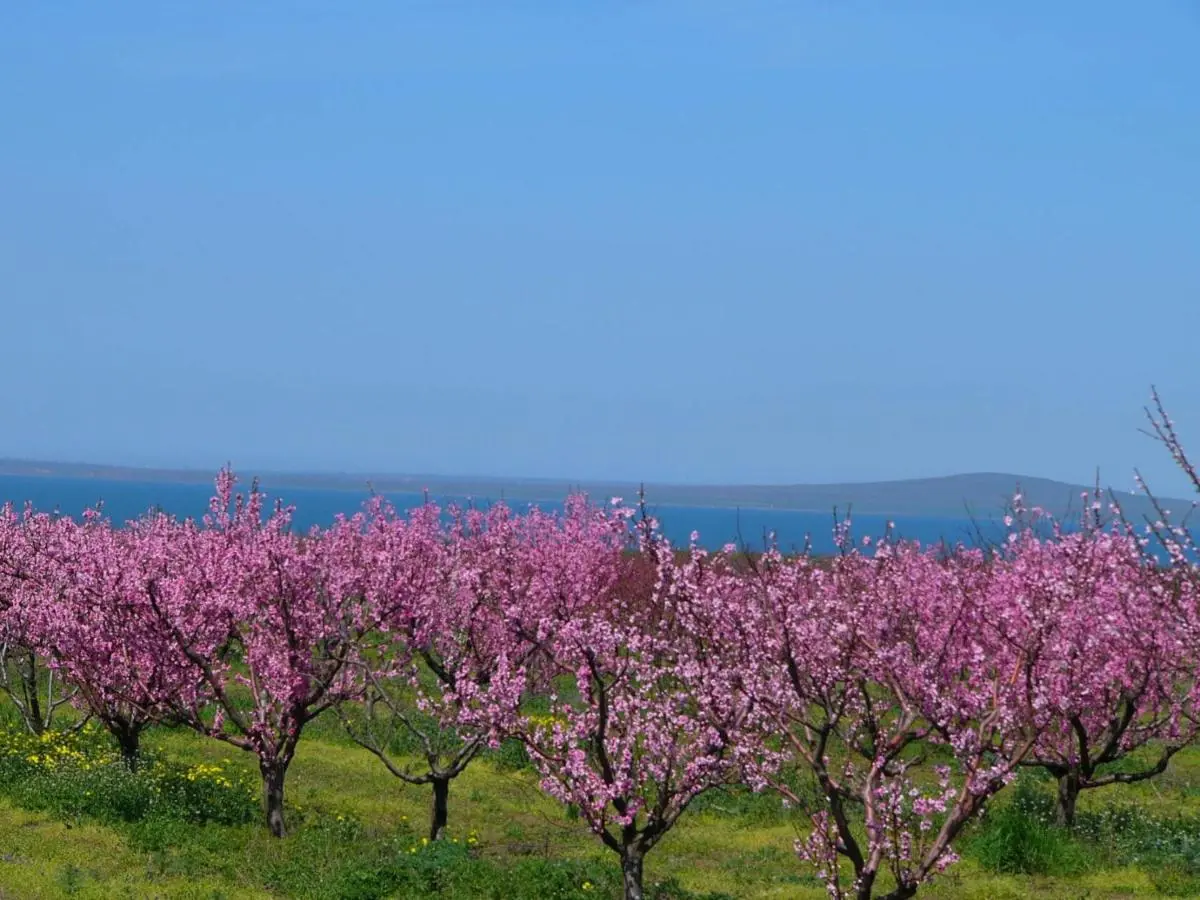 Garkusha: Black Sea