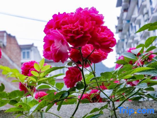 Яншо: Yangshuo Manyao Hostel