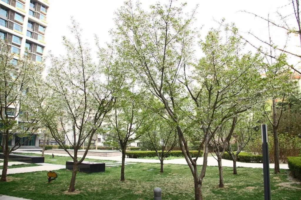 Пекин: Rich & Young Seasons Park Service Apartment